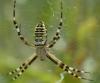 Argiope bruennichi